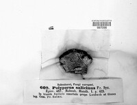 Polyporus salicinus image